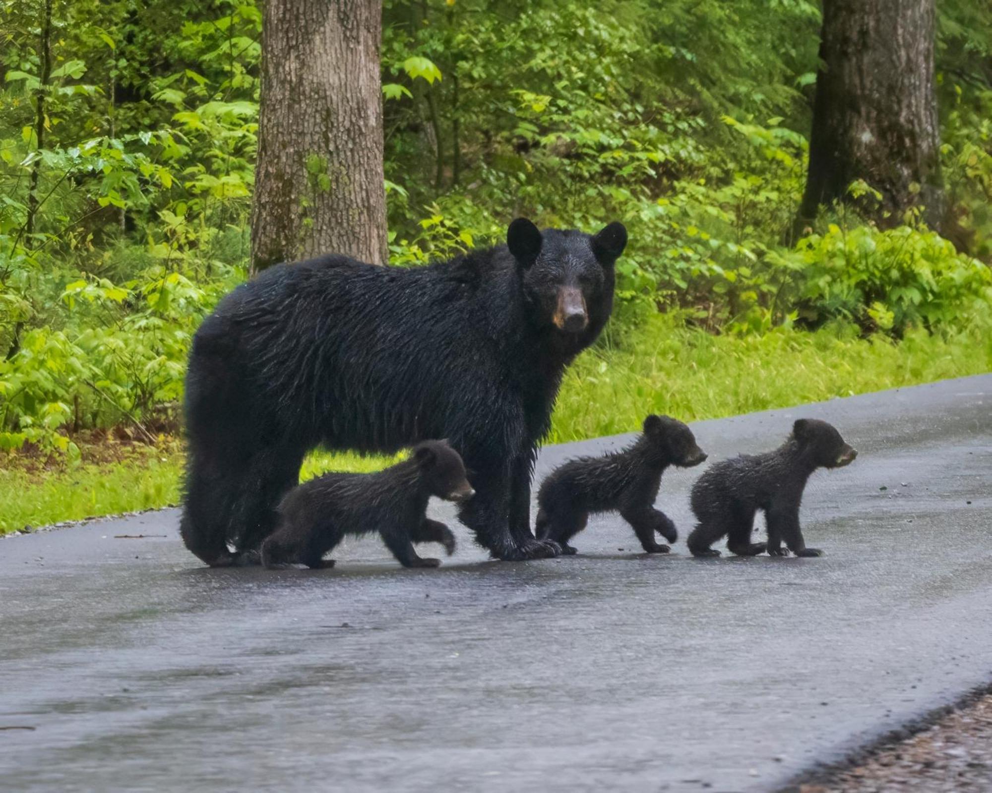 Heavenly Bear, Hot Tub, 1089 Of Free Attraction Tickets For Each Paid Day, Dollywood And More Sevierville Εξωτερικό φωτογραφία